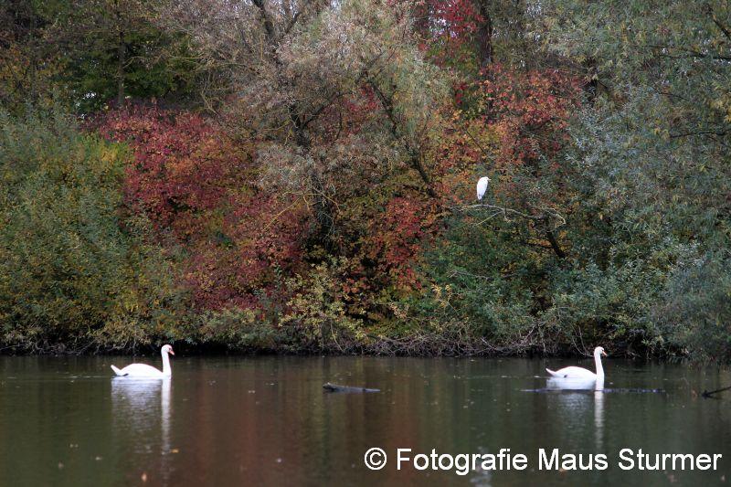 2016-11-04 Vogels (5484) Maastricht met Maja.jpg